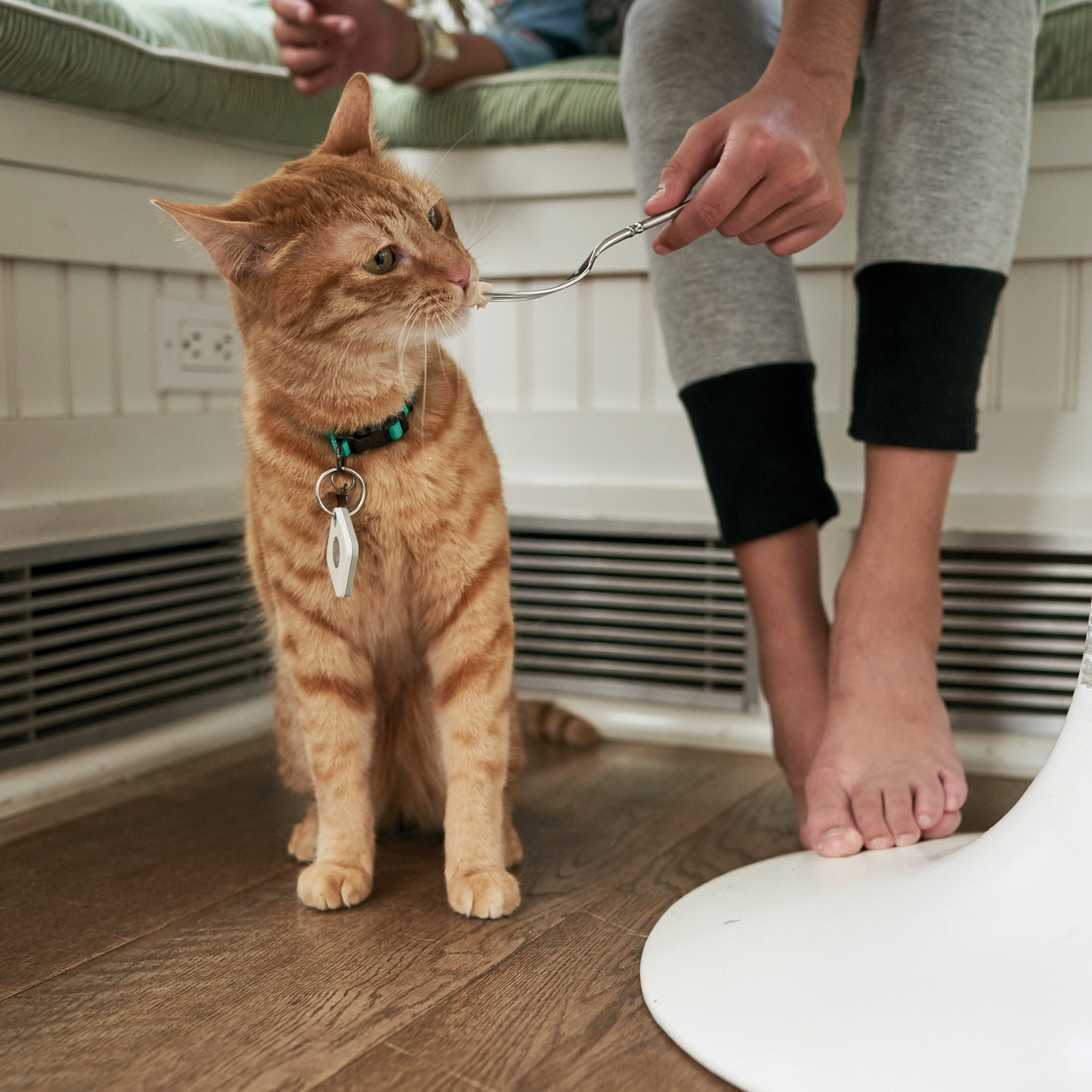 Mate fixé à un chat