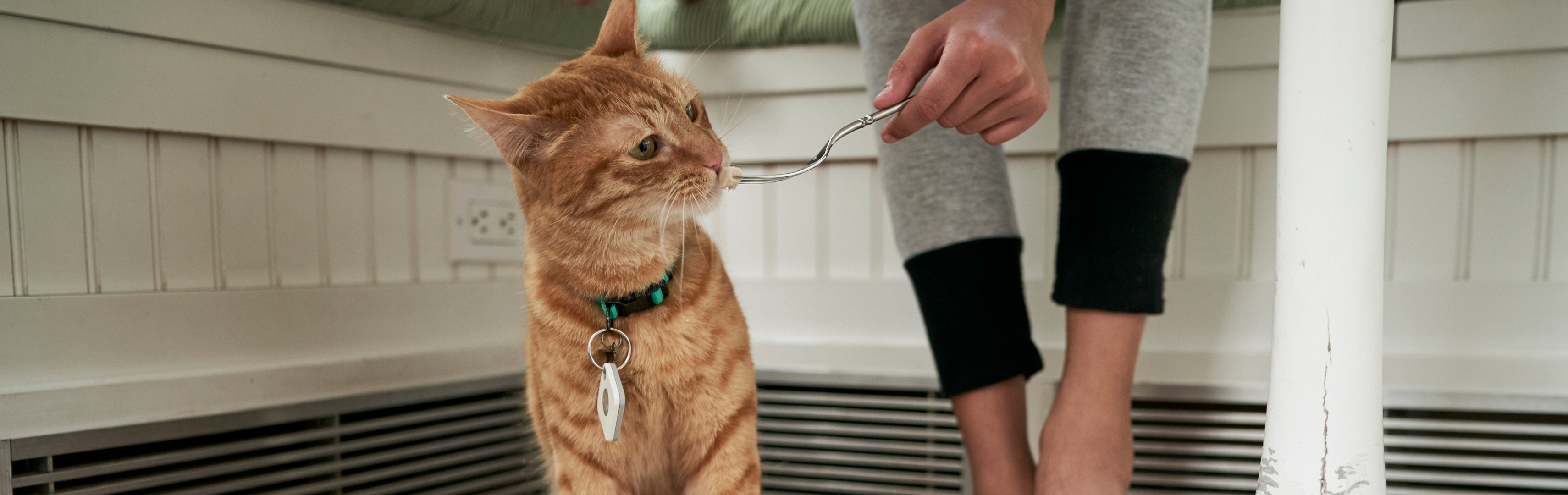 bluetooth cat tracker