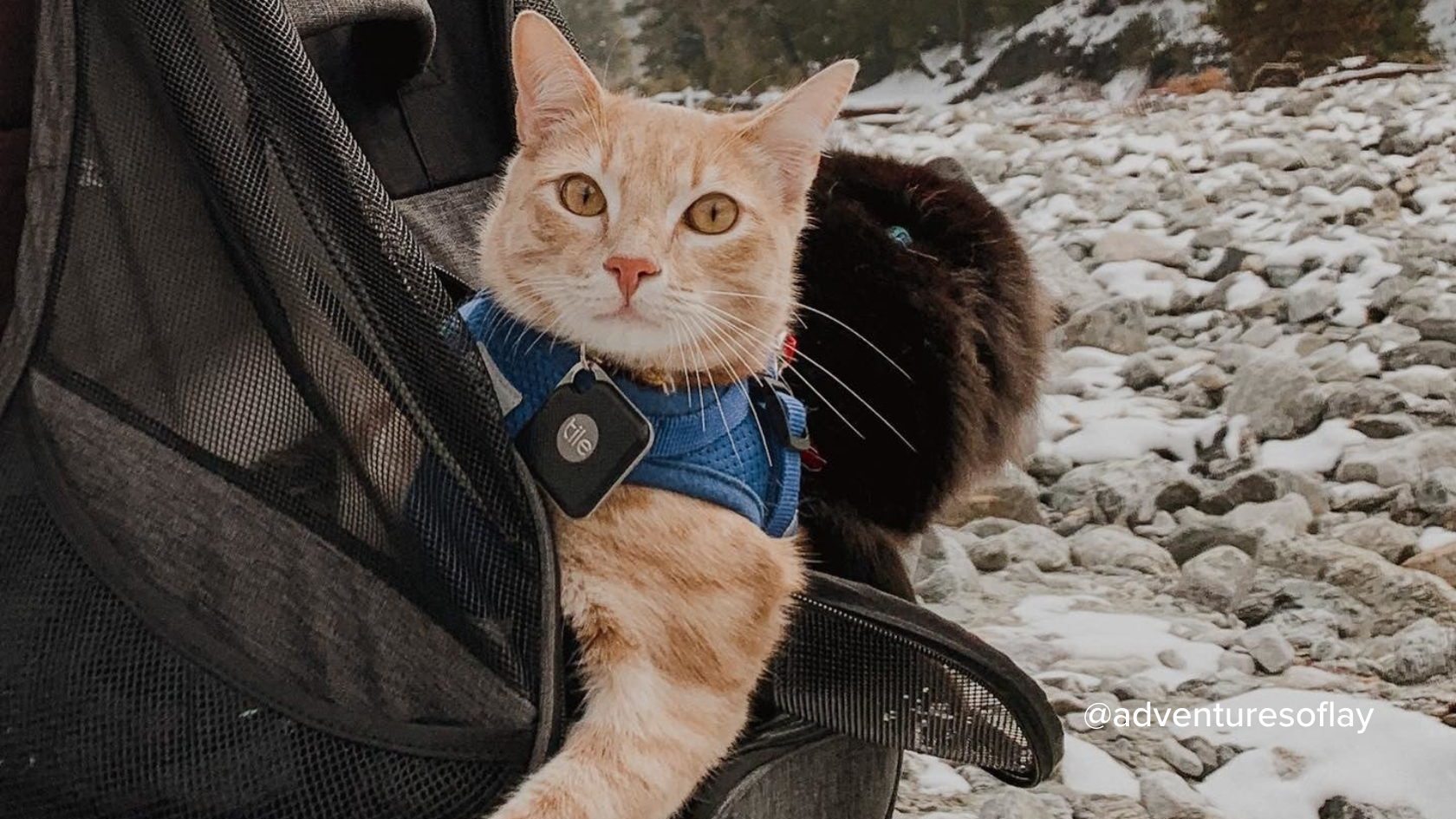 bluetooth cat tracker