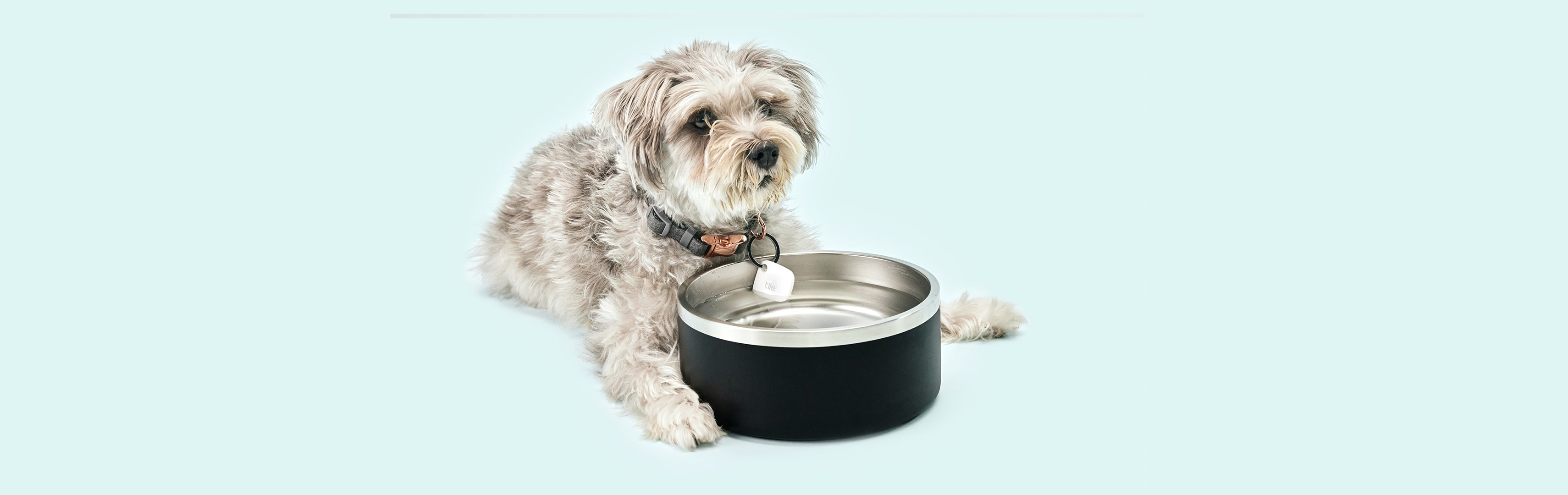 Pet Trackers By Tile, Tile For Pets